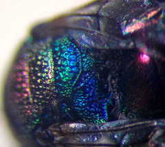 Hedychridium purpurascens