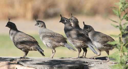 California Quail, photo 7 of 9