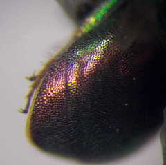 Hedychridium purpurascens