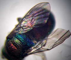 Hedychridium purpurascens