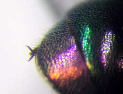 Hedychridium purpurascens
