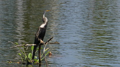 Anhinga melanogaster