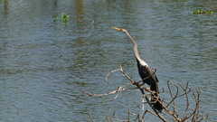 Anhinga melanogaster