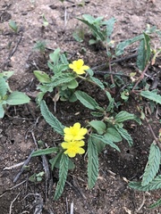 Corchorus asplenifolius