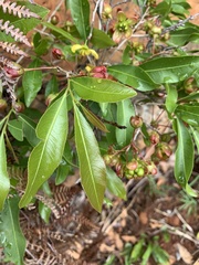 Ochna confusa
