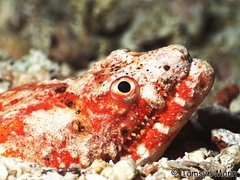 Henshaw's Snake Eel photo 2
