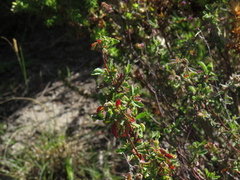 Hermannia hyssopifolia