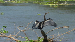 Anhinga melanogaster