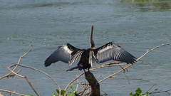 Anhinga melanogaster