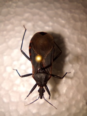 Triatoma