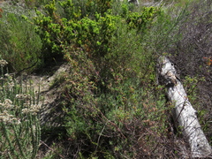 Hermannia hyssopifolia