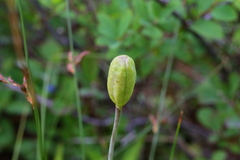 Lilium columbianum