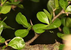 Commiphora glandulosa