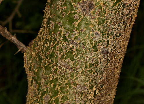 Image of Commiphora glandulosa by (c) Wynand Uys, some rights reserved (CC BY)