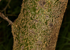 Commiphora glandulosa