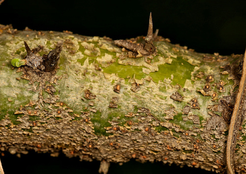 Image of Commiphora glandulosa by (c) Wynand Uys, some rights reserved (CC BY)