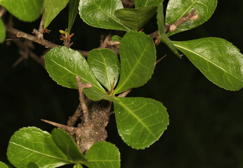 Commiphora glandulosa