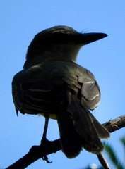 Tyrannus melancholicus