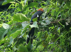 Dasylophus superciliosus