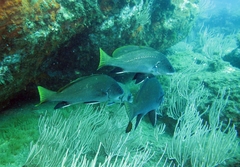 Sciaena umbra