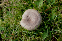 Lactarius circellatus