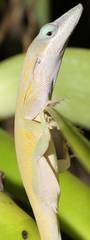 Anolis