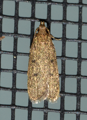 Glyphidocera juniperella