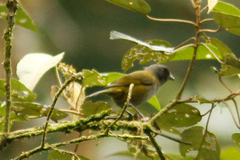 Chlorospingus semifuscus