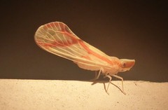 Otiocerus coquebertii