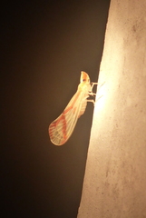 Otiocerus coquebertii