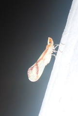 Otiocerus coquebertii