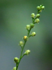 Agrimonia rostellata