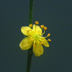 Agrimonia rostellata