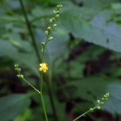 Agrimonia rostellata