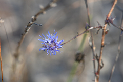 Jasione heldreichii