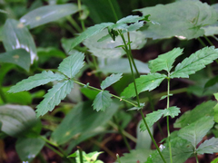 Agrimonia rostellata