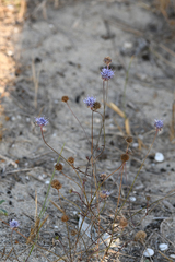 Jasione heldreichii