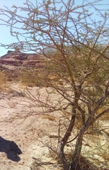 Vachellia tortilis raddiana