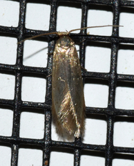 Phaeoses sabinella