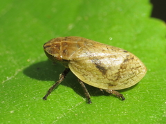 Lepyronia coleoptrata
