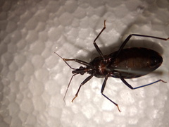 Triatoma
