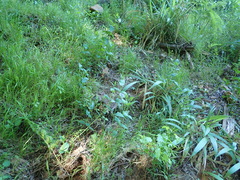 Thunbergia natalensis
