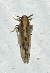 Peregrinus maidis