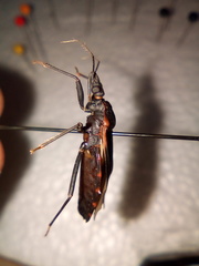 Triatoma