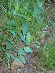 Thunbergia natalensis