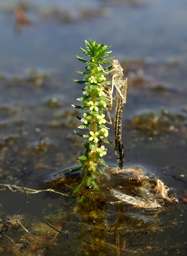 Myriophyllum verticillatum iNat (1)