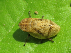 Lepyronia coleoptrata