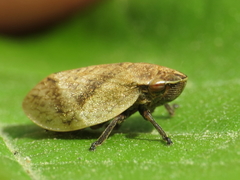 Lepyronia coleoptrata