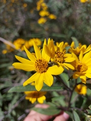 Aldama buddlejiformis