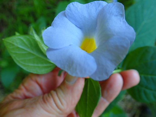 Image of Thunbergia natalensis by no rights reserved